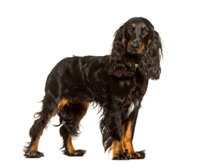 English Cocker Spaniel dog standing against white background