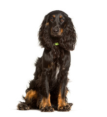 English Cocker Spaniel dog sitting against white background