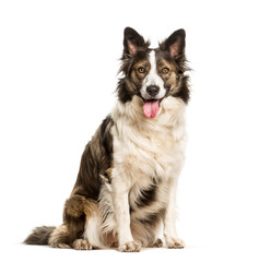 Mixed breed dog sitting against white background