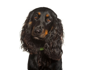 English Cocker Spaniel dog looking at camera against white backg