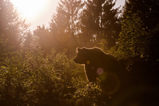 Brown Bear (Ursus arctos)