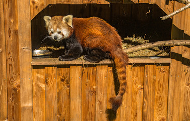 Cute red bear-cat in its house