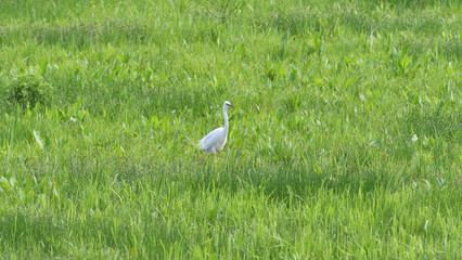 heron hunts for fish in a meadow with marshes