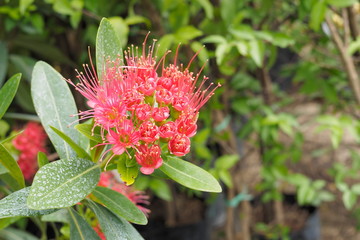 Red Golden Penda (Xanthostemon chrysanthus) blossom blooming on branch with green nature blurred background.