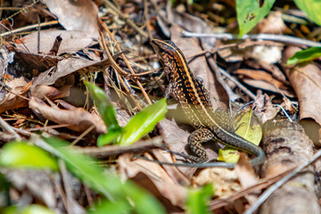 lizard in the grass