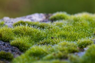 green moss on rock