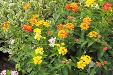 Obraz premium Colorful Lantana camara flower blossom with green leaves background, other names include big-sage, GhaneriMarathi, wild-sage, red-sage, white-sage, tickberry, West Indian lantana, and umbelant.