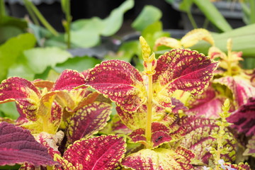 Coleus or Painted Nettle (Plectranthus scutellarioides) multicolored leaves plant.