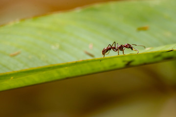Ant on Leaf