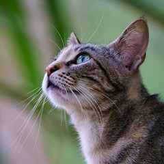 Naklejka na ściany i meble Wild Cat Portrait Profile