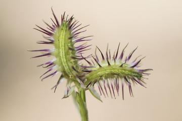 Fruits of umbelliferae plant on light brown background