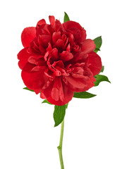 Red peony flower isolated on white background © domnitsky