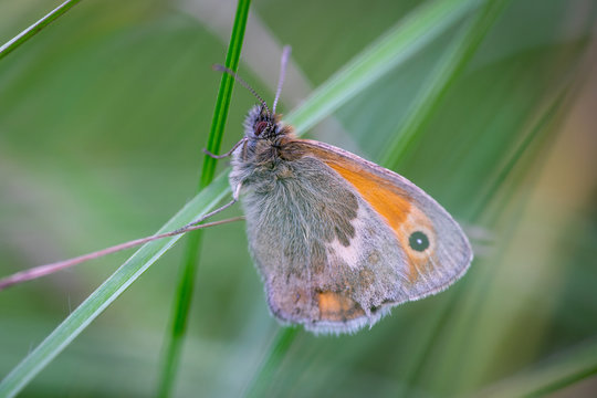 Macro photo of a Meadow Brown Butterfly daisy