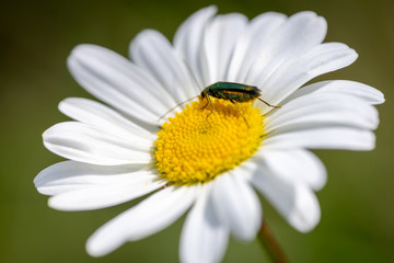 Fototapeta premium Spanish Fly Beetle gathering pollen on a daisy.