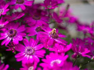 Honey Bee Pollination