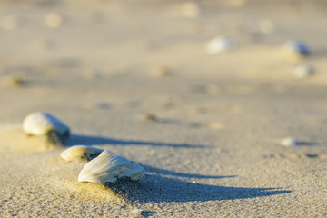 The art of the wind, white shells in the sand on the beach