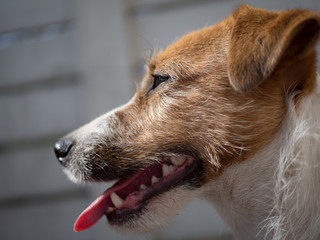 Jack Russell Terrier
