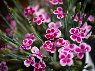 Pink Summer Flower