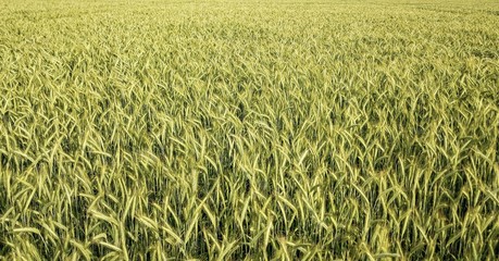 Landwirtschaft: Getreide / Roggen Feld