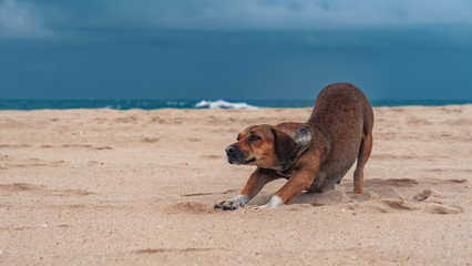 Dog on the beach