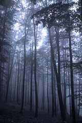 Fototapeta na wymiar Spooky foggy forest in the morning or evening. 