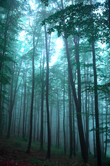 Morning in the mysterious foggy  in fairy tale forest. Magical wood. Turquoise color landscape background. 