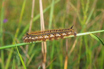 Fluffy caterpillar (Euthrix potatoria) on the grass. Summer day on the green lawn.