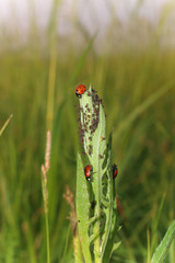 Ladybug eats aphids. Insects and plants in the wild.
