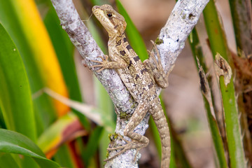 Lizard
