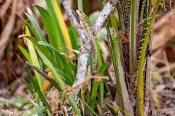 Lizard