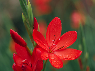 Fototapeta premium red flower with water-drops 