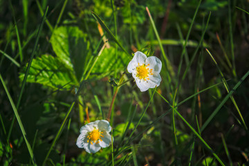 White summer wildflowers on a blurred background.