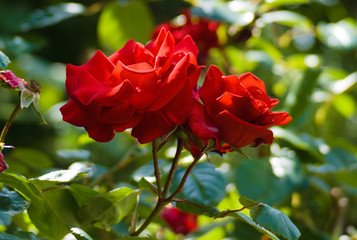 close up of a beautiful red flower blooming in the summer with faded background
