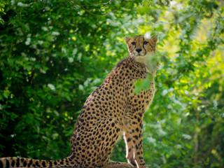 Cheetah in tree