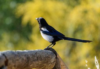 Magpie bird on a branch