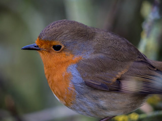 robin on a branch