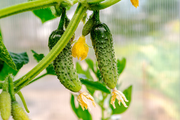 Growth and blooming of greenhouse cucumbers, growing organic food. Young flowering cucumbers on branch in greenhouse. Plant with yellow flowers. Juicy fresh cucumber close-up macro