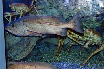 Crab and Fish