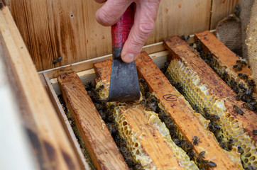 A man pulls out of the hive frame with honey and bees.
