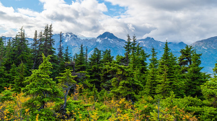 Pine trees and snow capped mountain peaks in background beyond woodlands in Alaska. Scenic landscape view of ice covered range with clouds touching on hike to Upper Dewey Lake in Skagway in autumn.