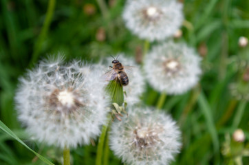 A large number of blooming dandelions among the grass.