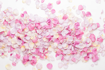 Pink rose flowers petals on white background. Flat lay, top view, copy space.