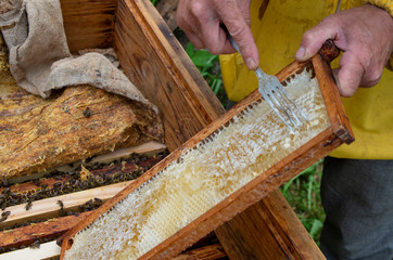 A man pulls out of the hive frame with honey and bees.