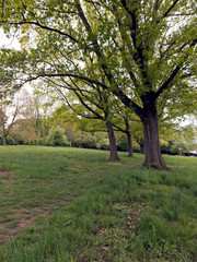 Schmaler Weg über eine Wiese in Lübbecke in Ostwestfalen. Die Wiese ist mit einigen Bäumen bewachsen.