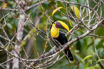 Toucans