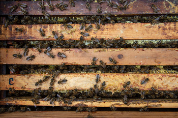 A man pulls out of the hive frame with honey and bees.
