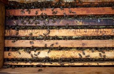 A man pulls out of the hive frame with honey and bees.