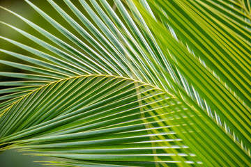 leaf of palm tree