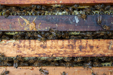 A man pulls out of the hive frame with honey and bees.