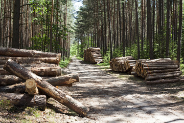 drewno - naturalny surowiec w oczekiwaniu na wywóz do tartaków